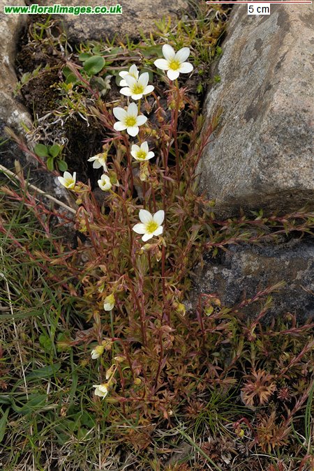 Saxifraga hypnoides
