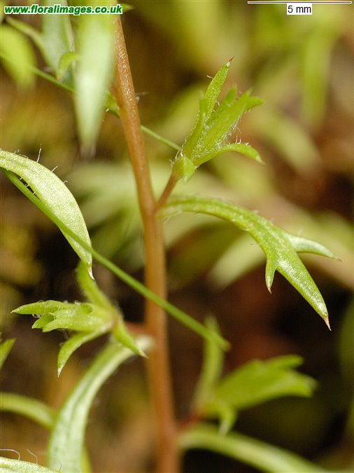 Saxifraga hypnoides