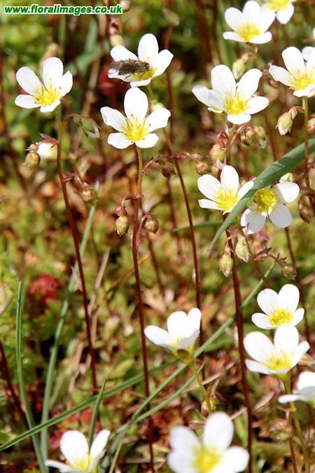 Saxifraga hypnoides