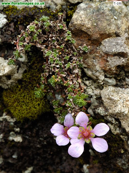 Saxifraga oppositifolia