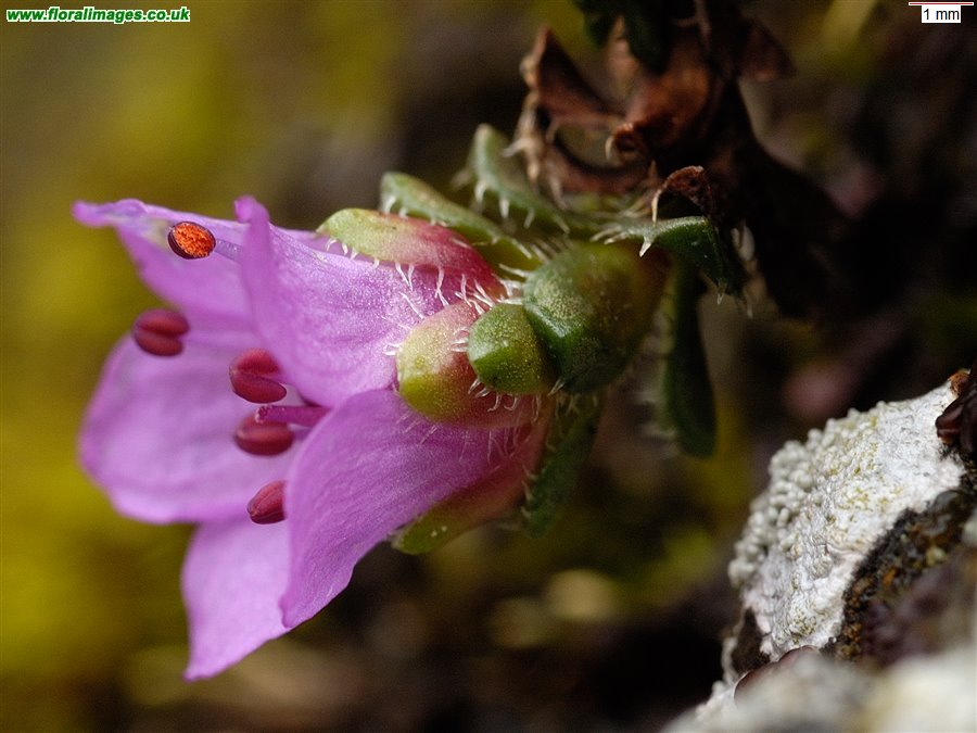Saxifraga oppositifolia