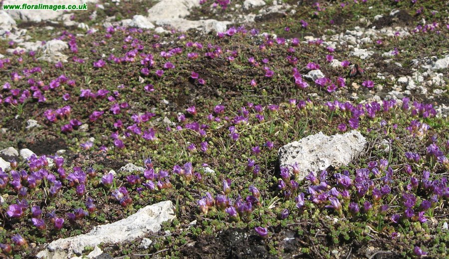 Saxifraga oppositifolia