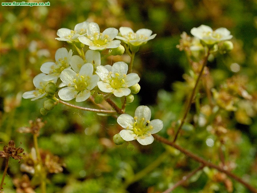 Saxifraga paniculata