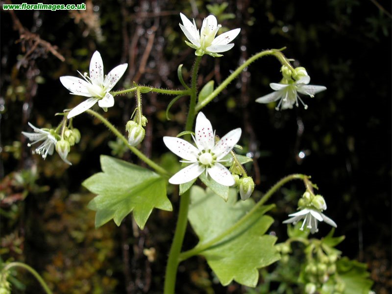 Saxifraga rotundifolia