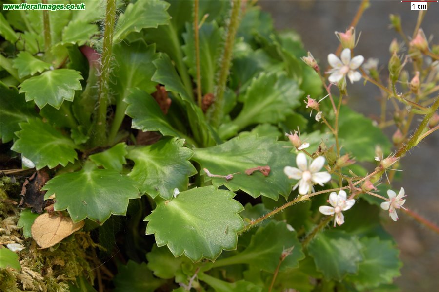 Saxifraga spathularis