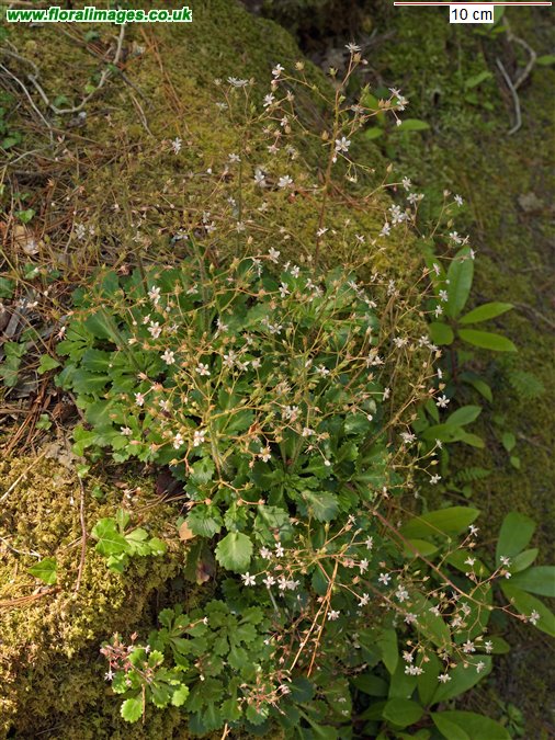 Saxifraga spathularis