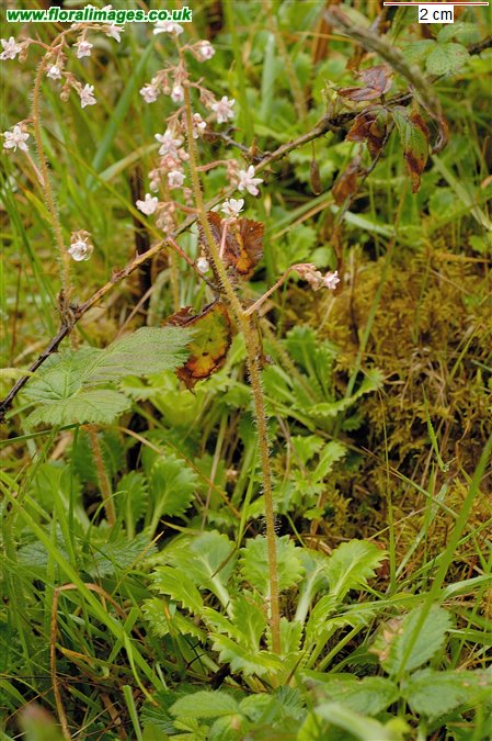 Saxifraga spathularis