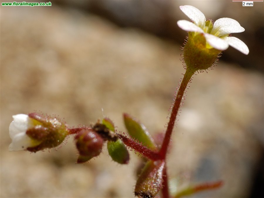 Saxifraga tridactylites