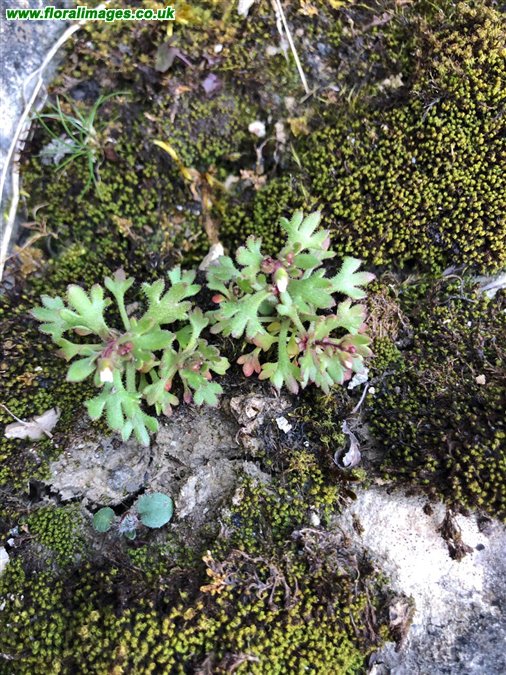 Saxifraga tridactylites
