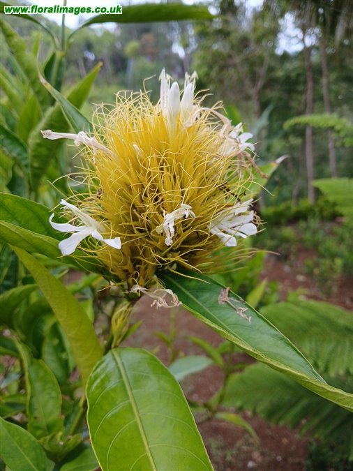 Schaueria calytricha