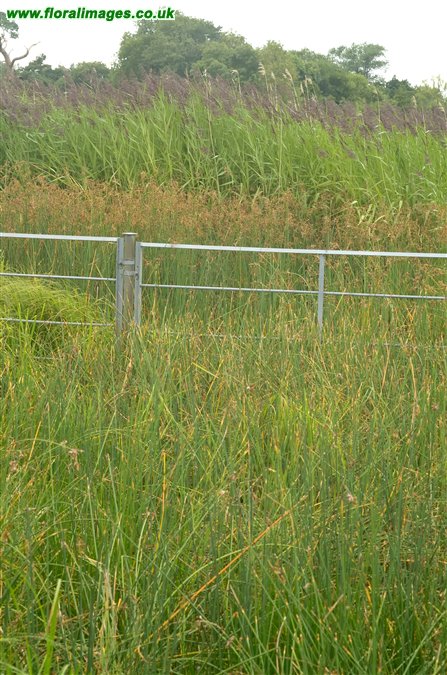 Schoenoplectus tabernaemontani