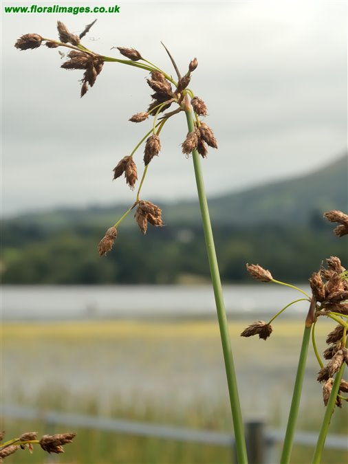 Schoenoplectus tabernaemontani
