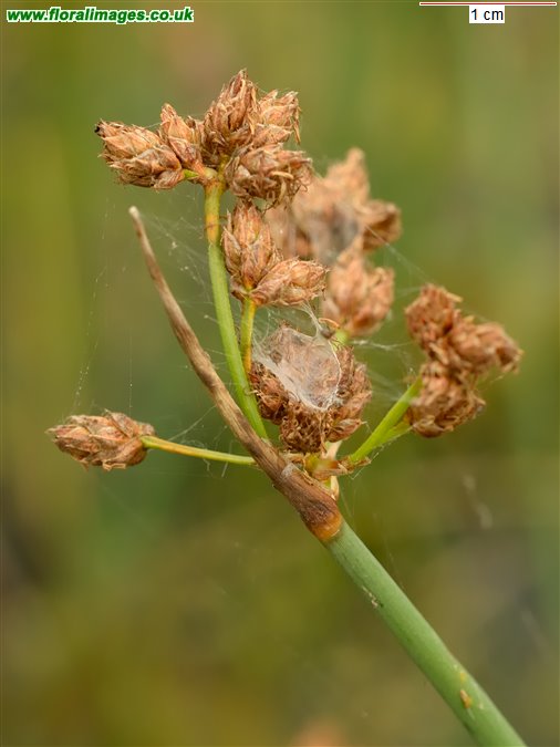Schoenoplectus tabernaemontani