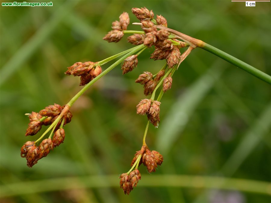 Schoenoplectus tabernaemontani