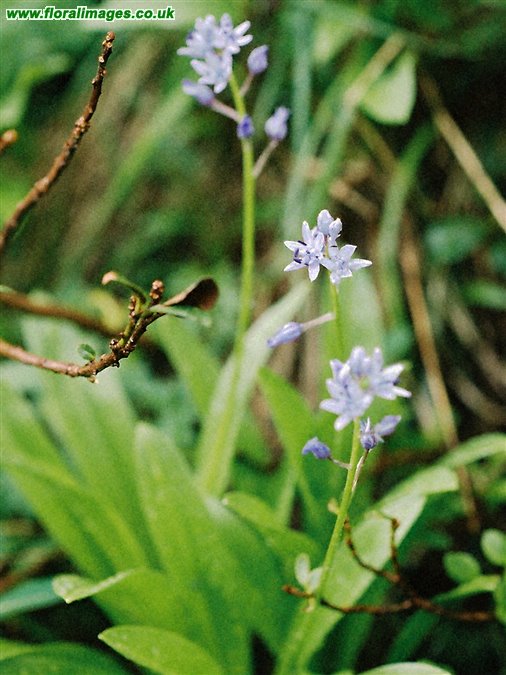 Scilla liliohyacinthus