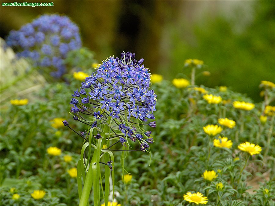Scilla peruviana