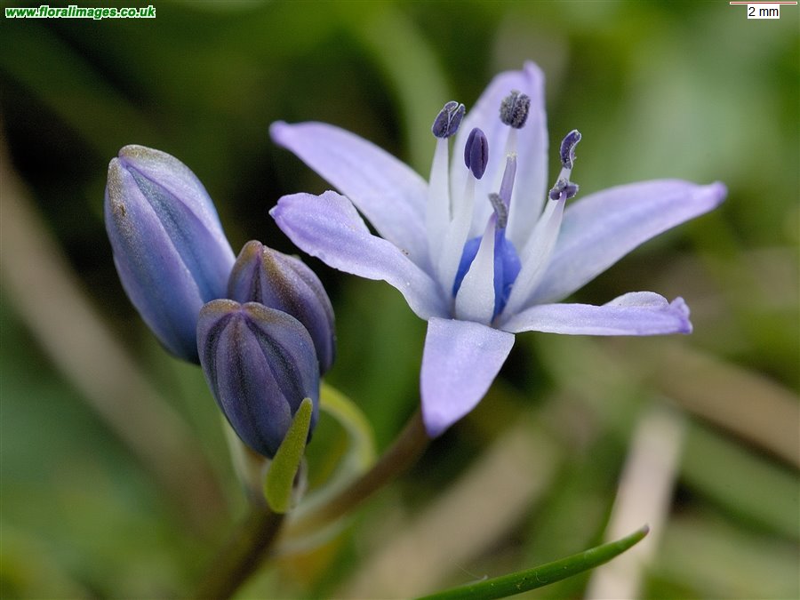 Scilla verna