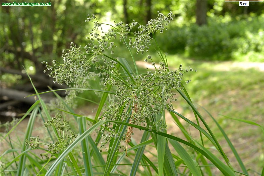 Scirpus sylvaticus