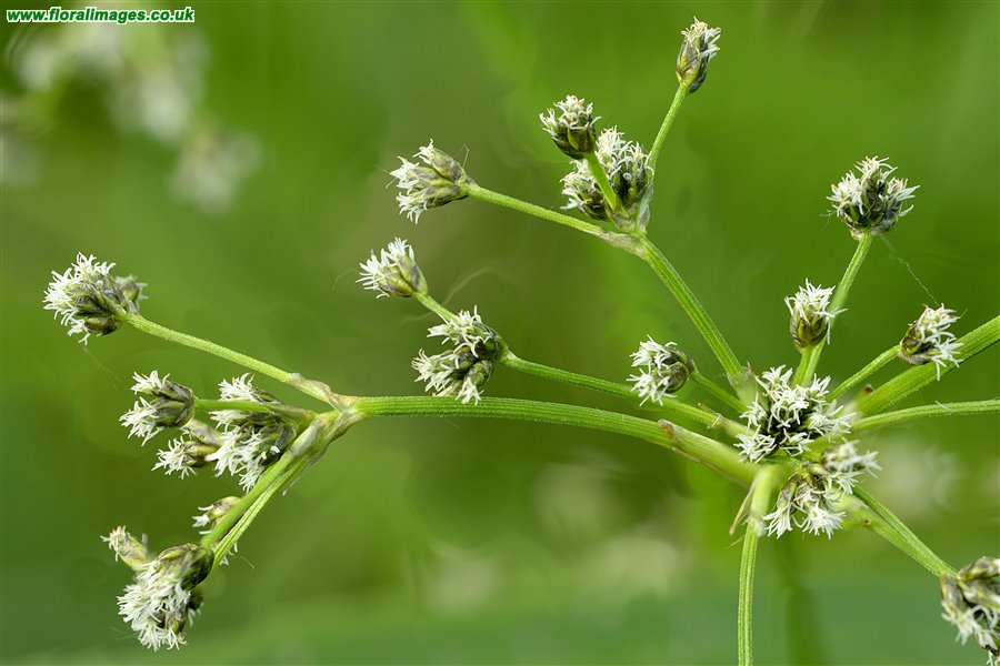 Scirpus sylvaticus
