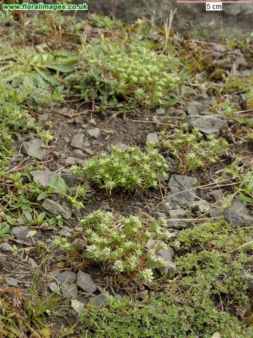 Scleranthus perennis