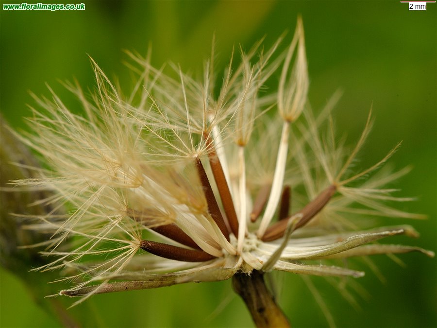 Scorzoneroides autumnalis