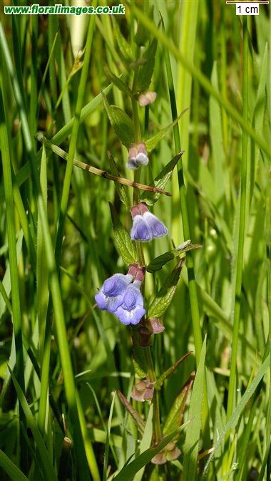 Scutellaria galericulata