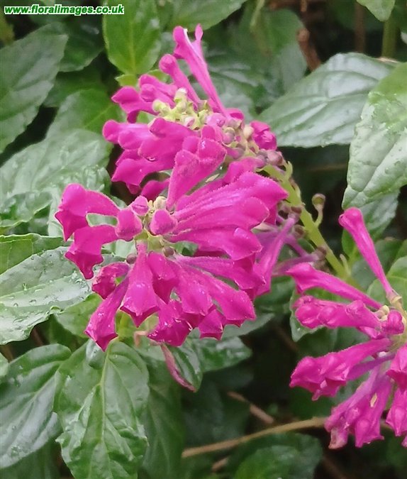 Scutellaria incarnata