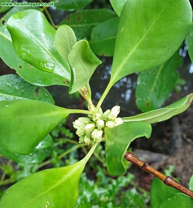 Scyphiphora hydrophylacea