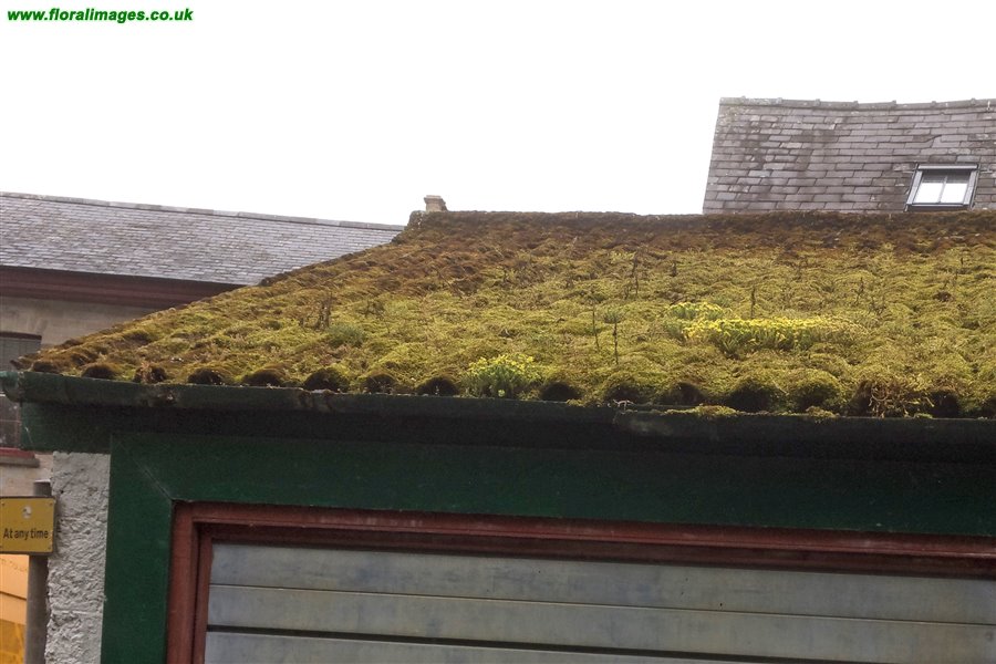 Sedum acre