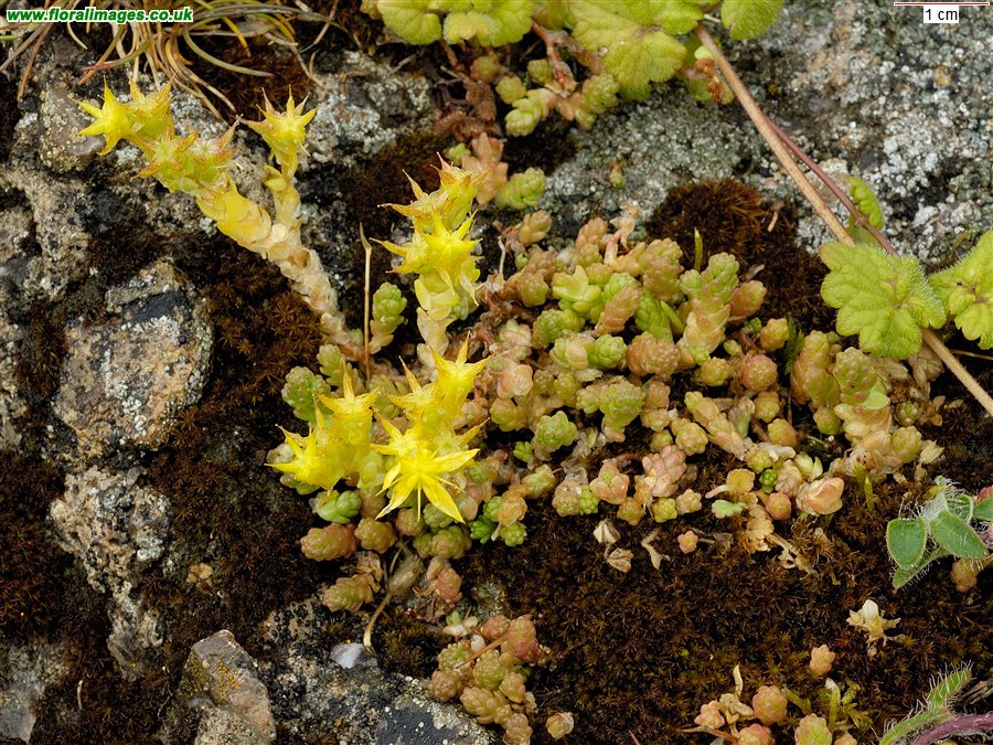 Sedum acre