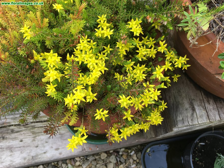 Sedum acre