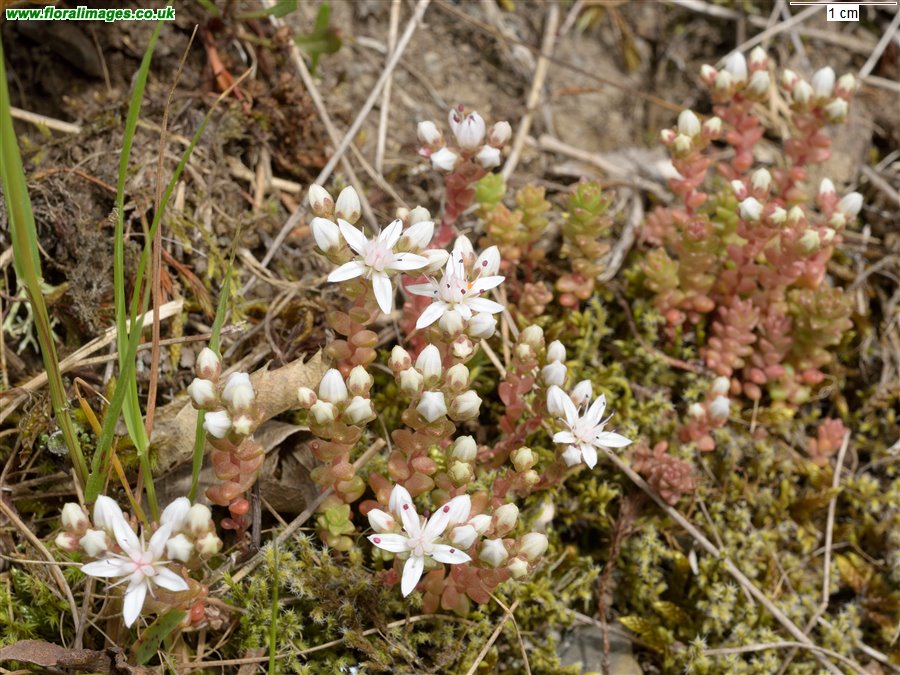 Sedum anglicum