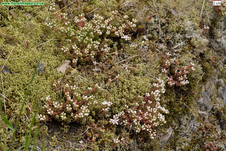 Sedum anglicum