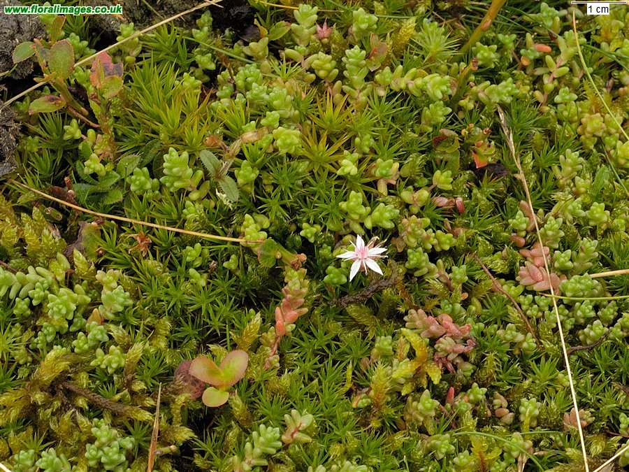 Sedum anglicum