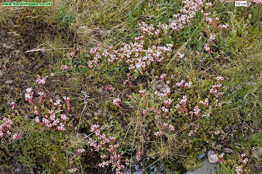 Sedum anglicum
