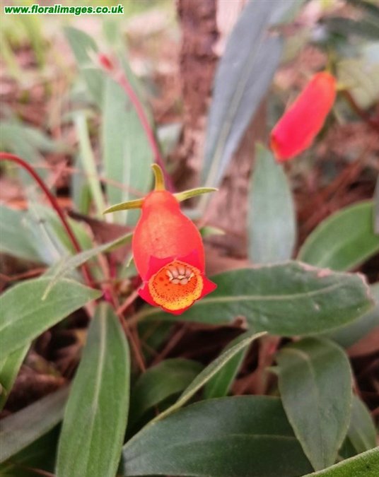 Seemannia sylvatica