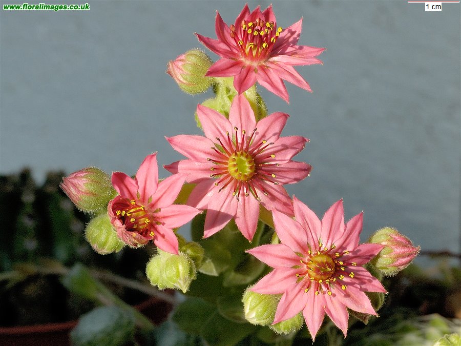 Sempervivum arachnoideum