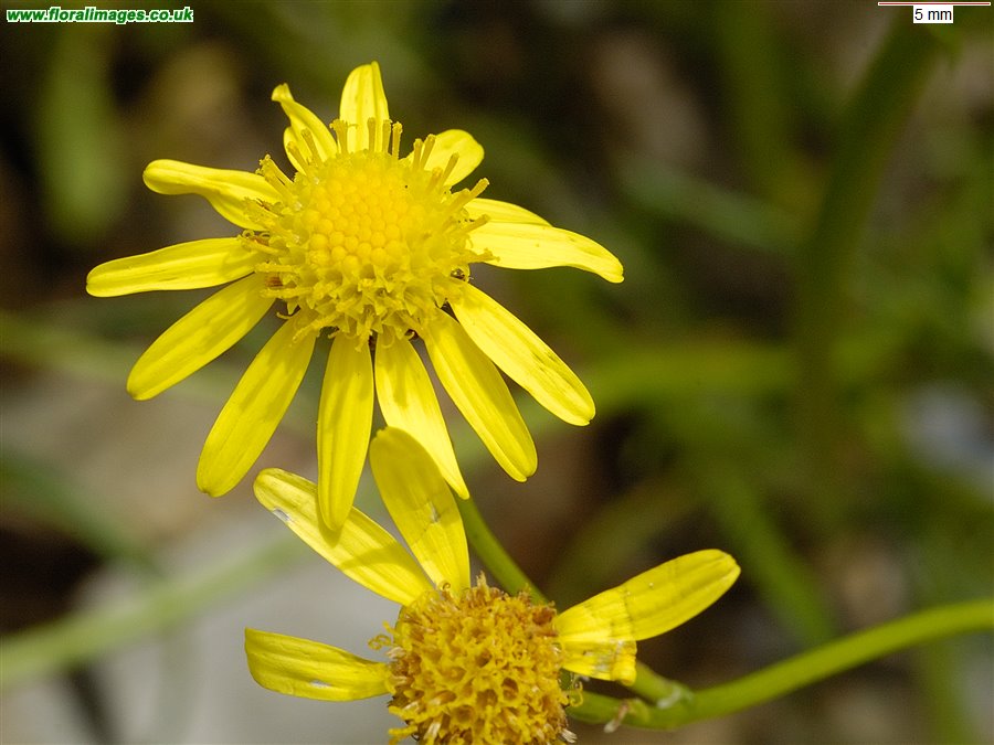 Senecio inaequidens