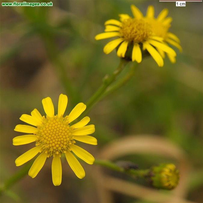 Senecio inaequidens
