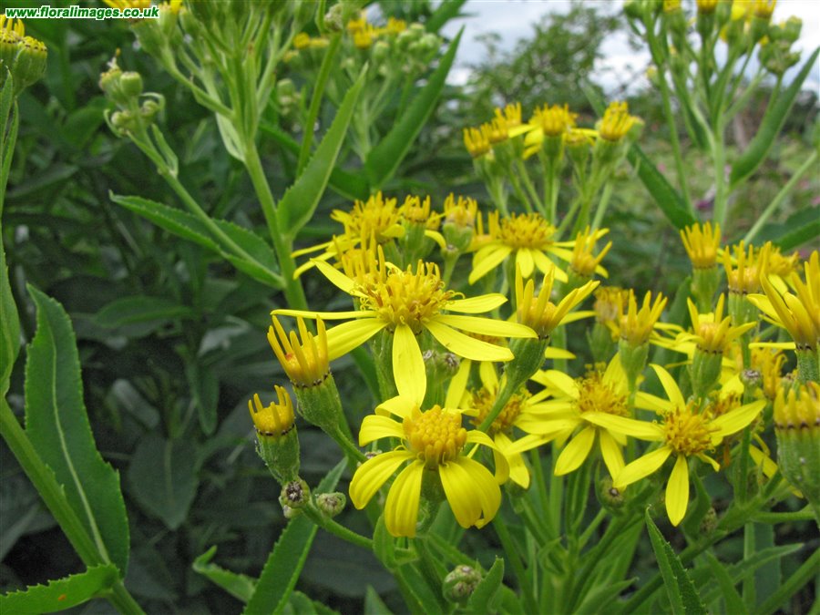 Senecio sarracenicus