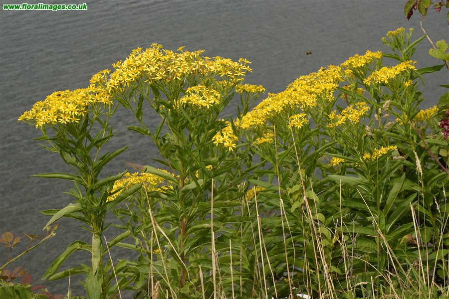 Senecio sarracenicus