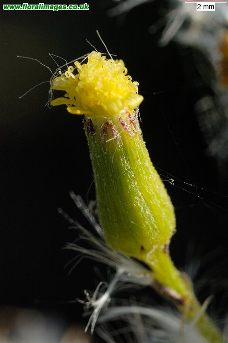 Senecio sylvaticus