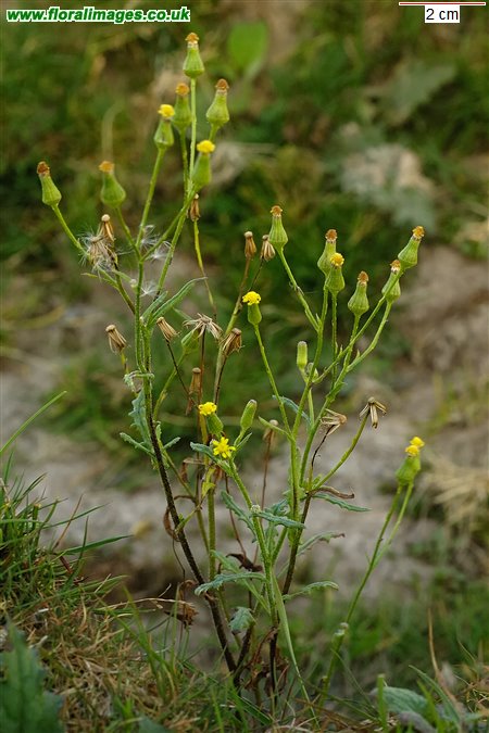 Senecio sylvaticus