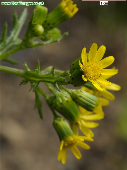 Senecio vulgaris