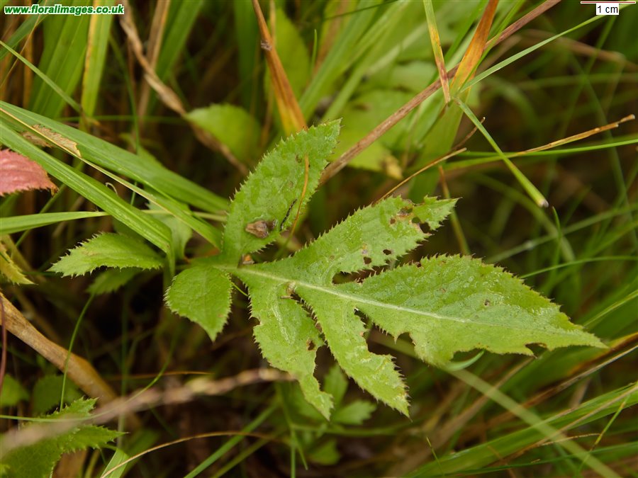 Serratula tinctoria
