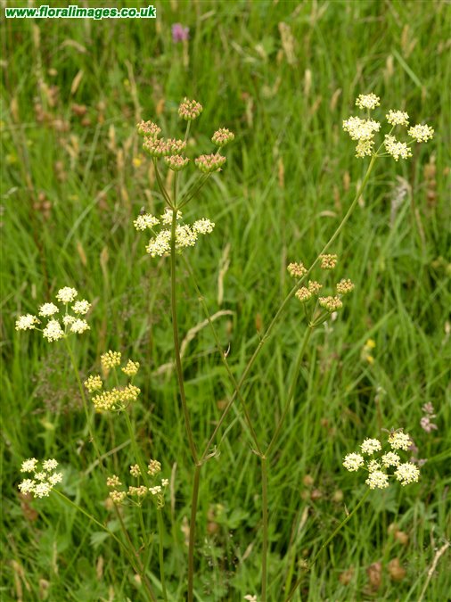 Silaum silaus
