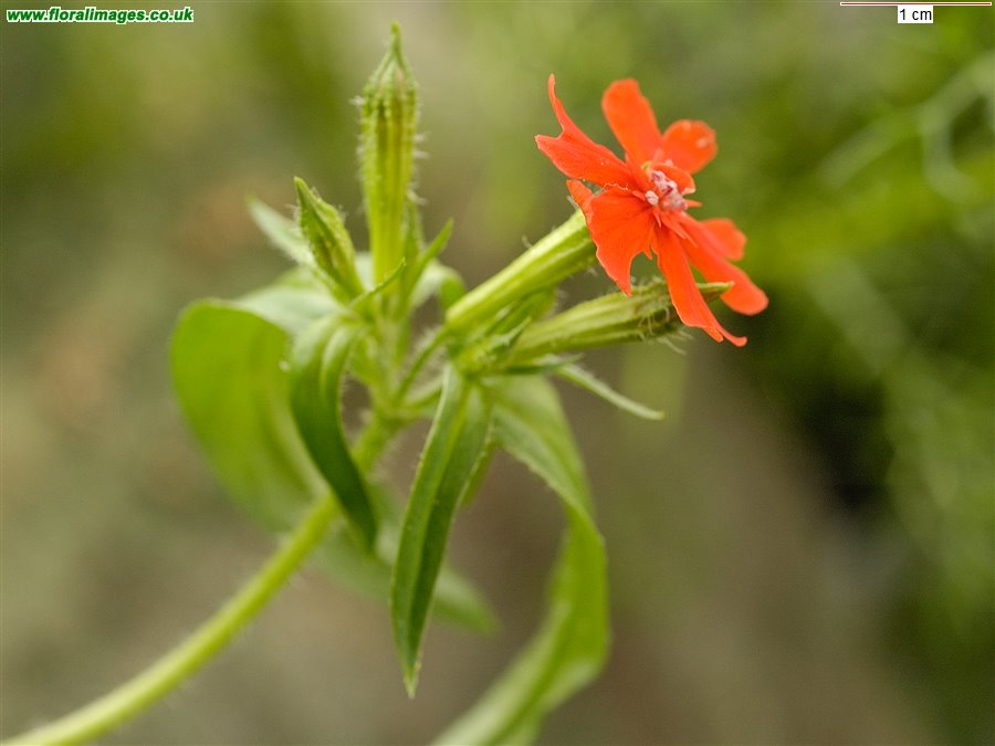 Silene chalcedonica
