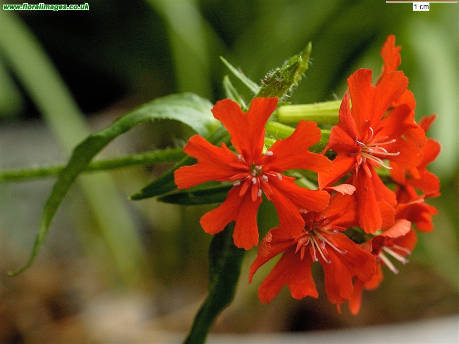 Silene chalcedonica