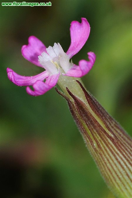 Silene conica