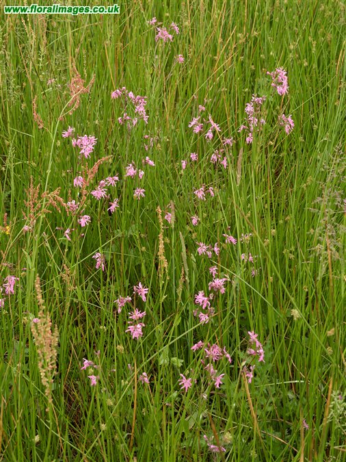 Silene flos-cuculi
